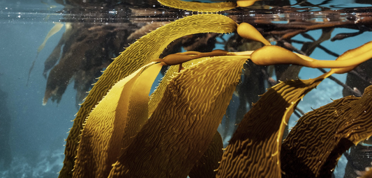 Exploring the Sustainable Potential of Seaweed