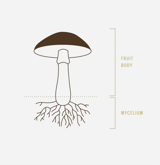 Embracing Eco-Friendly Fashion: The Rise of Mushroom-Based Materials